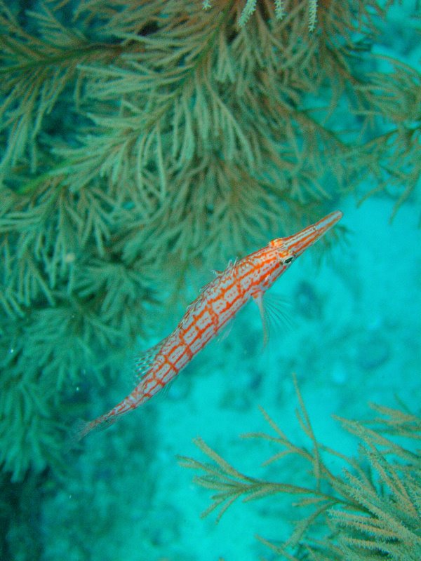 r0010118