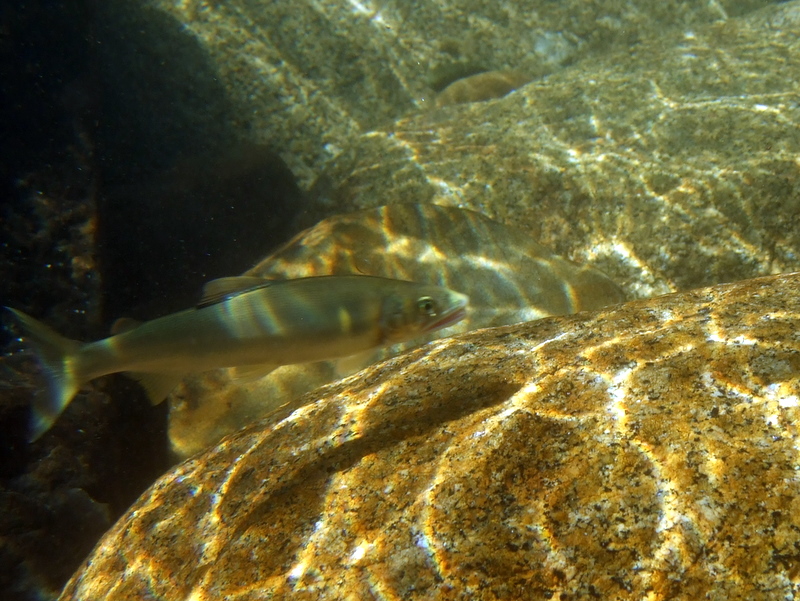dscf2784-1