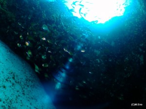 DSCF0733