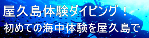 屋久島ファンダイビング