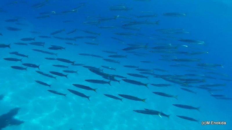 屋久島の海　ダイビング　魚群