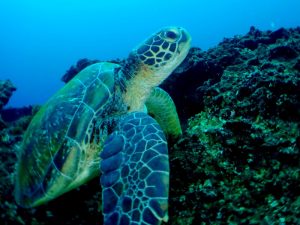 屋久島　シュノーケリング　カメ