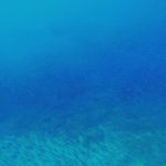 屋久島の海・川で「みんなで一体!キビナゴ絶好調です」